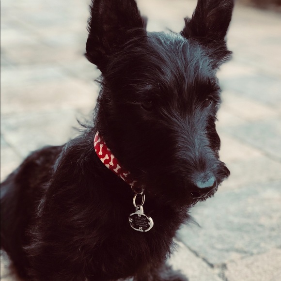 brodydog1